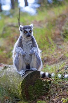 A ring-tailed lemur relaxing in the forrest