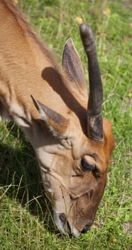 Portrait of a one-horned common Eland eating grass
