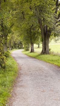 An image of a nice walk through the forest