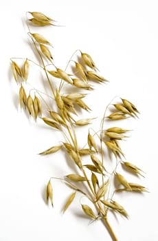 Ripe oat spike isolated in white