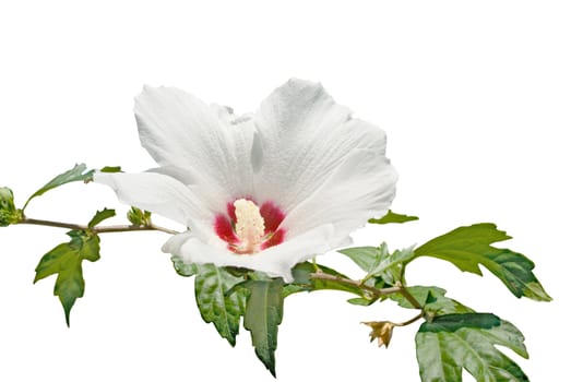 Isolated white flower on the white background