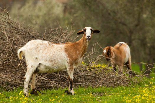 Two goats walk on the nature

