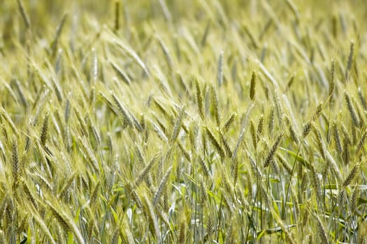 close up of a rye field