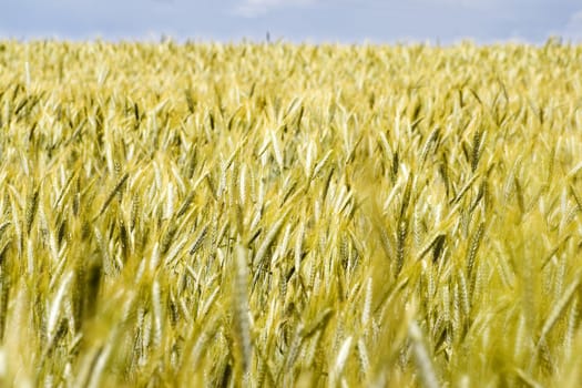 close up of rye field