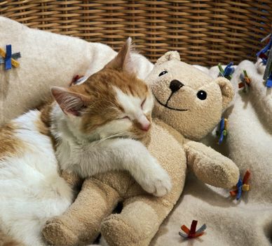 cat sleeping with teddy bear