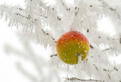 an apple hanging at tree covered with white frost