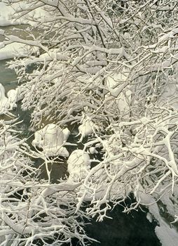 snowy branches over a winter brook