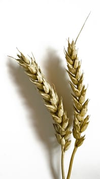 Two spikes of wheat isolated in white