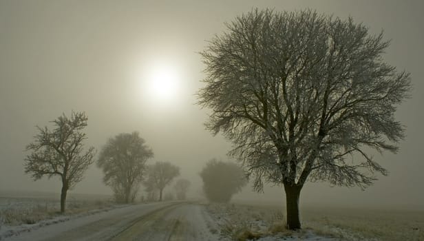 snowy road with a white frost covered trees 