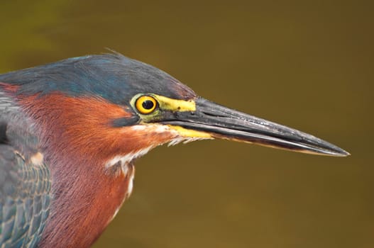 Close up of a tropical bird searching for a pray (Green Heron).