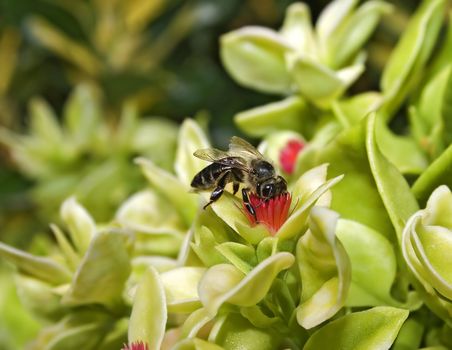 bee collecting honey nectar from flower 