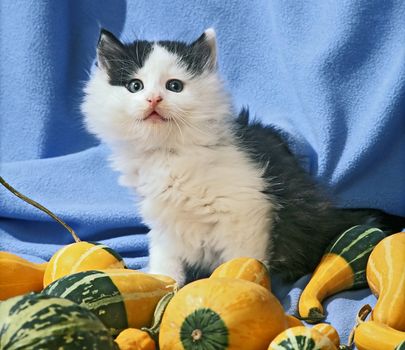 still life with kitten in blue 