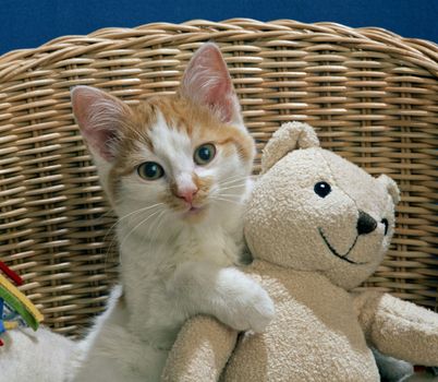 cat in basket with teddy bear