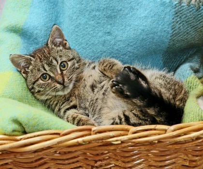 cat laying in basket