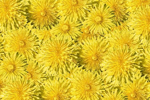 dandelions background