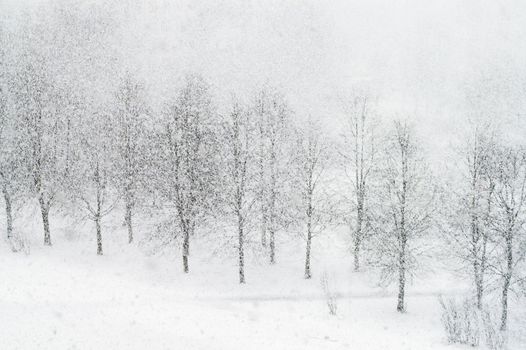 Heavy snowfalling in city park