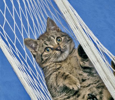 kitten laying in hammock on blue