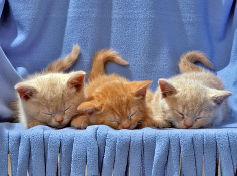 three kittens sleeping in blue backgroung
