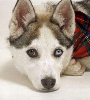 head of laying shepherd dog 