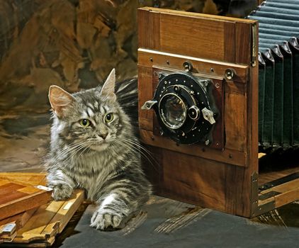 still life with cat and old camera
