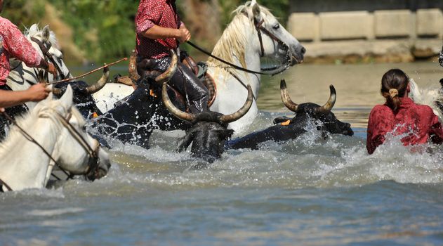 swimming bull and horses in the river