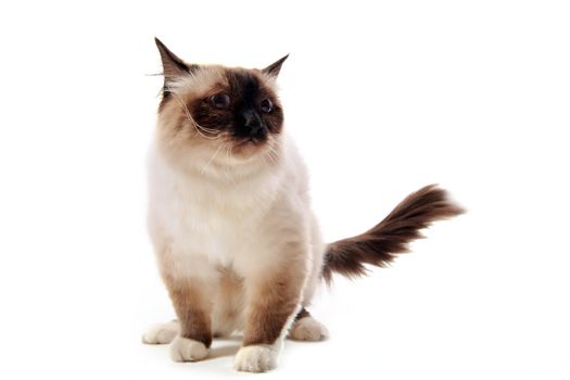 sad birman cat sitting on a white background