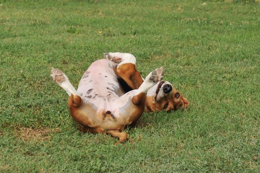 portrait of a purebred basset artesien (basset hound)