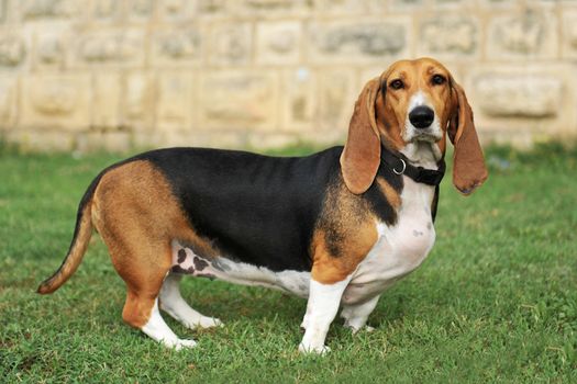 portrait of a purebred basset artesien (basset hound)