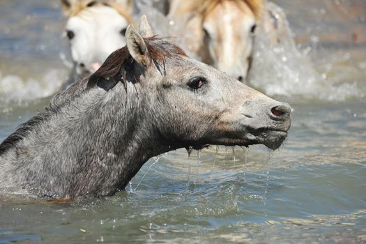 cute Camargue foal swimming in the river