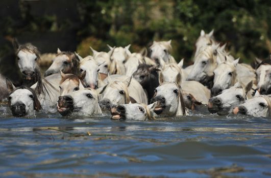 herd of Camargue horses and foal in the water