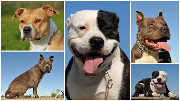 composite picture with purebred dogs american staffordshire terrier