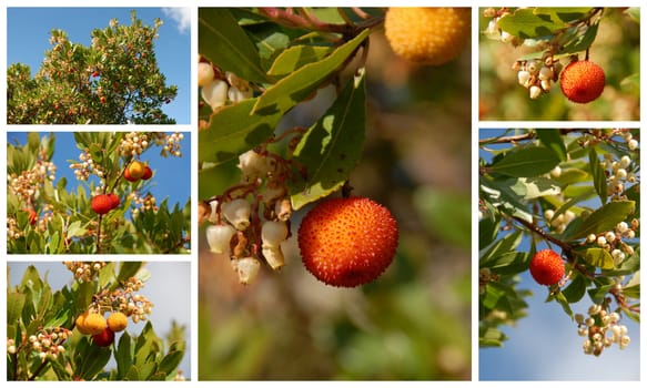 arbousier, tree in the south of France (Arbustus unedo)