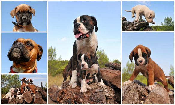 composite picture with purebred dogs and puppies boxer outdoors