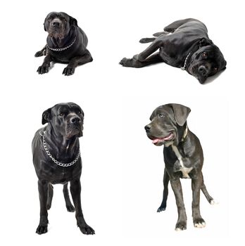 composite picture with purebred  italian mastiff in a white background