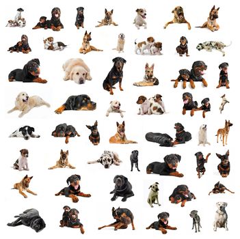 composite picture with purebred  dogs in a white background