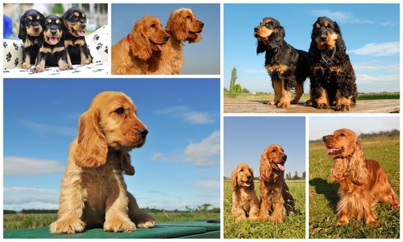 composite picture with purebred dogs and puppies cocker spaniel