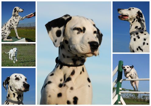 composite picture with purebred dogs and puppies dalmatians