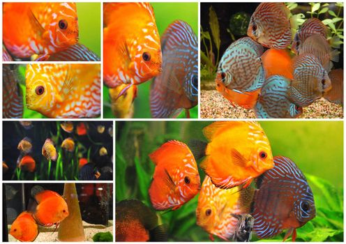 group of a colorfull  tropical Symphysodon discus fishes in an aquarium