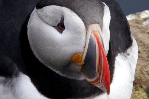 Close up of Atlantic Puffin.  Iceland, Latrabjarg Cliffs, a remote, high cliff rookery site.