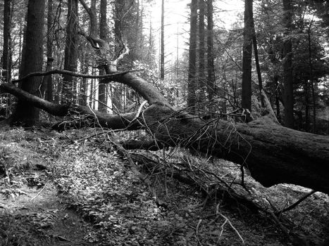 Fallen tree shown in black and white