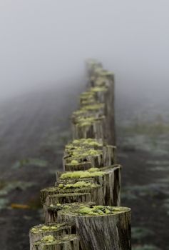 Fence posts topped with moss trail off into mysterious mist;