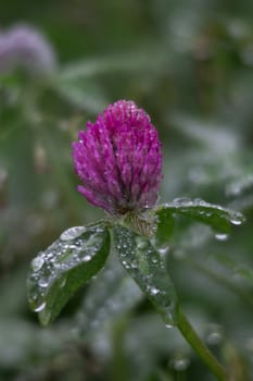 Fresh drops of morning dew on pink clover and green leaves