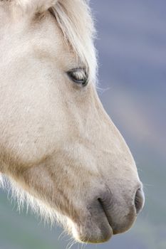 Close up of unique Icelandic horse, a breed developed in Iceland; Iceland, 2009, during travel on Ring Road around the island; 