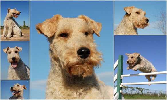 composite picture with purebred dogs fox terrier on a blue sky