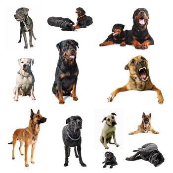 composite picture with purebred  guard dogs in a white background