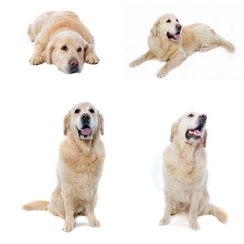 composite picture with golden retriever in a white background