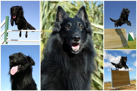 composite picture with purebred dogs belgian sheepdogs groenendael