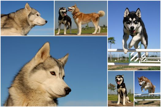 composite picture with purebred dogs siberian huskies