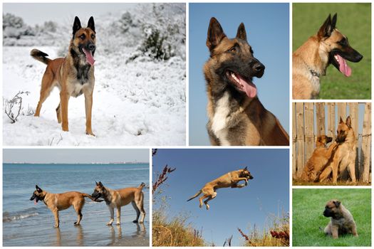 composite picture with purebred dogs and puppies belgian shepherd malinois