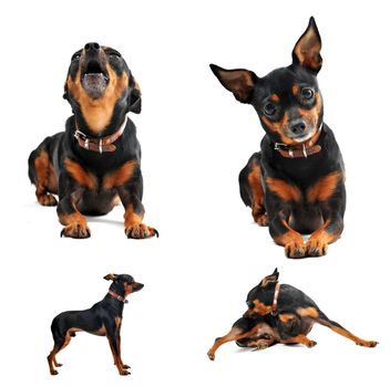 composite picture with purebred miniature pinscher on a white background